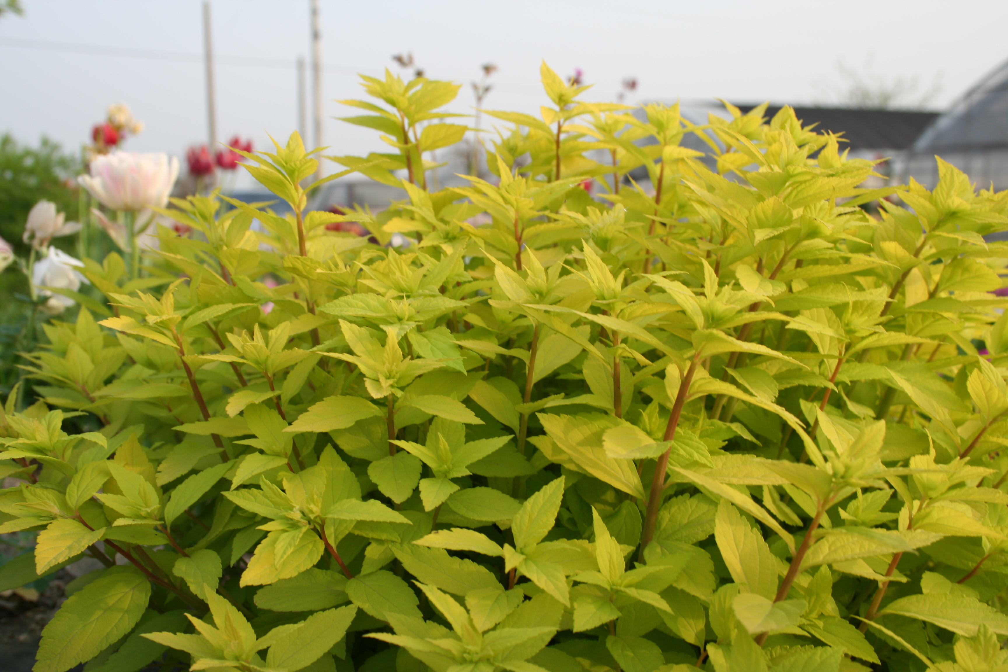 Spiraea japonica 'Gold Mound'